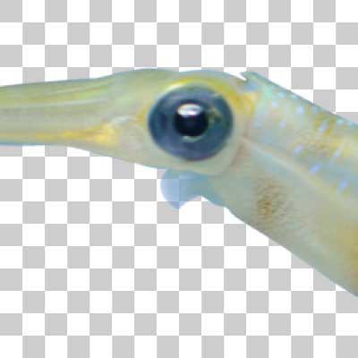 アオリイカ Bigfin reef squid