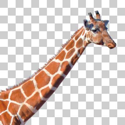 アミメキリン Reticulated giraffe