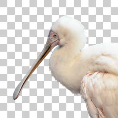 アフリカヘラサギ African spoonbill