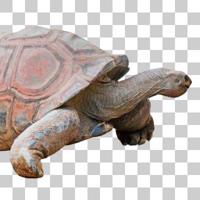 アルダブラゾウガメ Aldabra giant tortoise