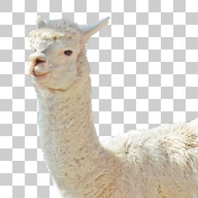 アルパカ Alpaca