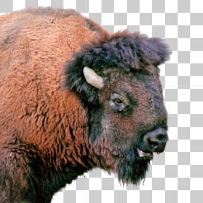 アメリカバイソン American bison