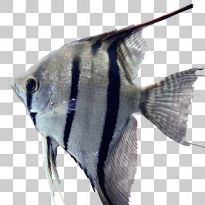 エンゼルフィッシュ Angelfish