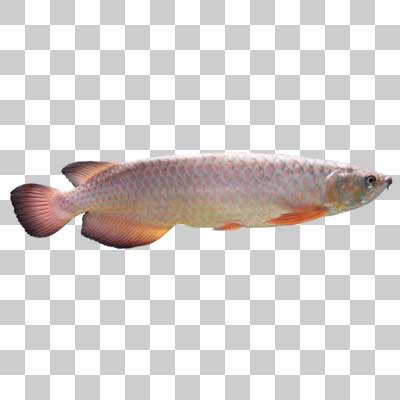 アジアアロワナ Asian arowana