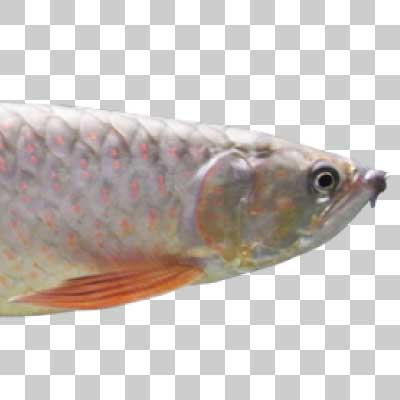 アジアアロワナ Asian arowana