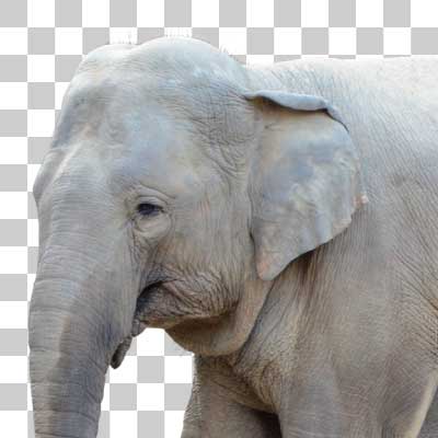 アジアゾウ Asian elephant