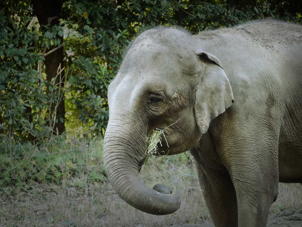 よこはま動物園ズーラシアのメスのアジアゾウ