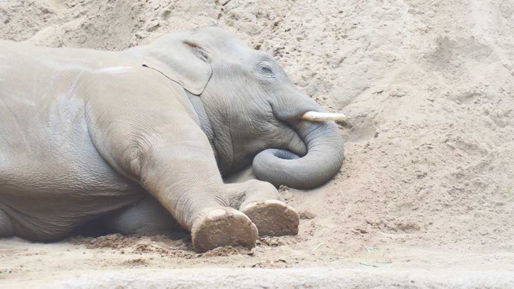 上野動物園のアジアゾウ「アルン」（2020年10月31日生まれ）