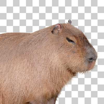 カピバラ Capybara