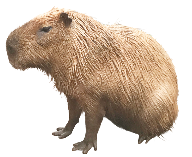 カピバラ Capybara - ANIMAL PNG