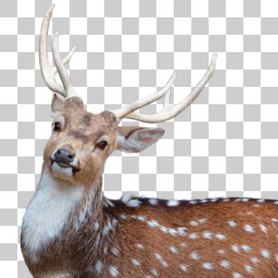 アクシスジカ Chital