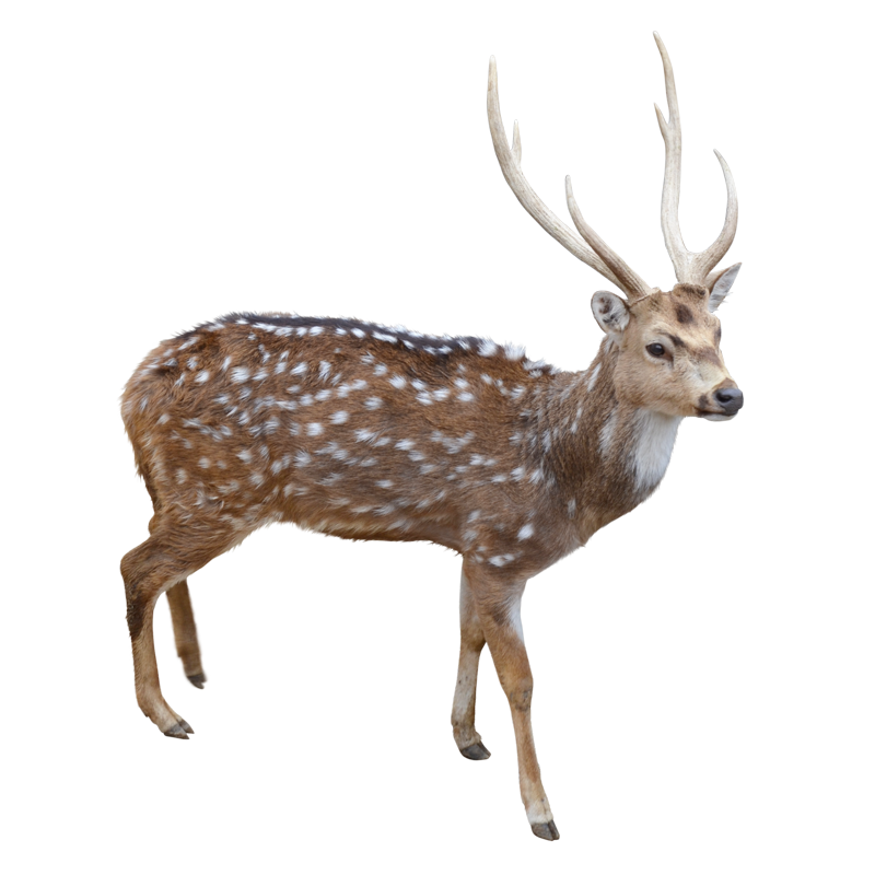 雄のアクシスジカ