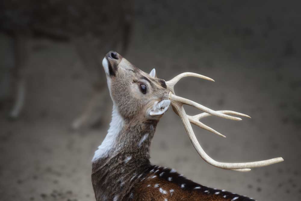 頭をあげるアクシスジカ