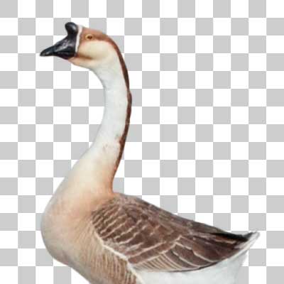 ガチョウ Domestic Goose