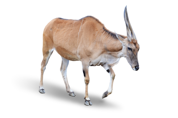 エランド Eland