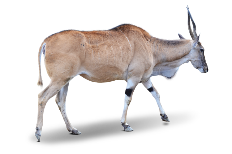 ウシ科最大級の巨体