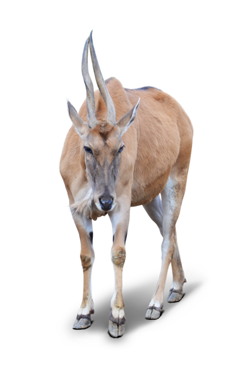 エランドの角は捻れるのが特徴