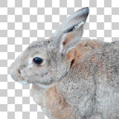 アナウサギ European rabbit