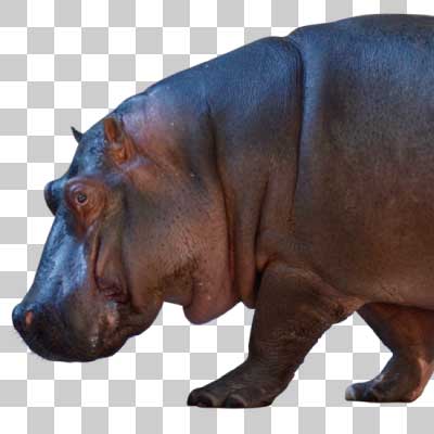 カバ Hippopotamus