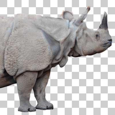 インドサイ Indian rhinoceros