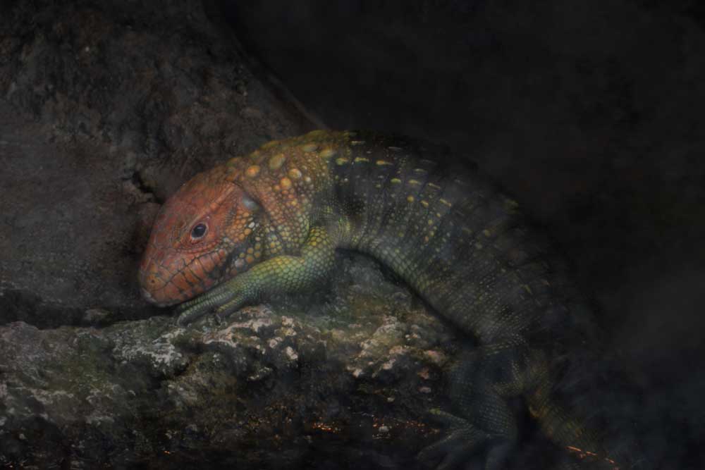 ガイアナカイマントカゲ Northern Caiman Lizard