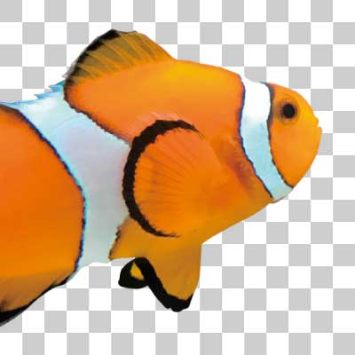 カクレクマノミ Ocellaris clownfish