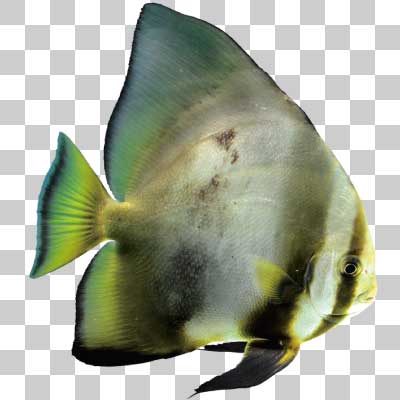 ナンヨウツバメウオ Orbicular batfish