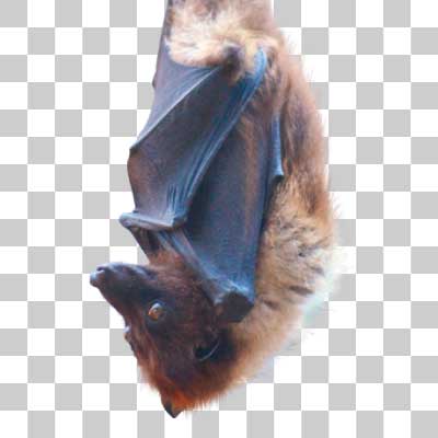 オリイオオコウモリ Orii’s fruit bat