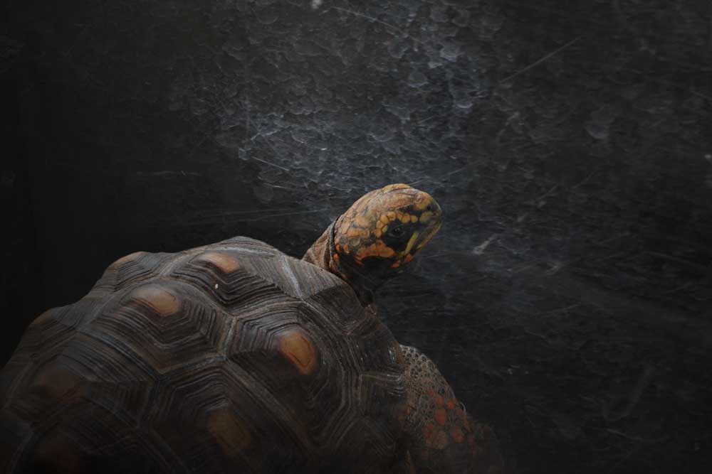 足立区生物園のアカアシガメ