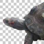 上野動物園のアカアシガメ