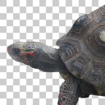 アカアシガメ Red Footed Tortoise