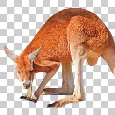 アカカンガルー Red kangaroo