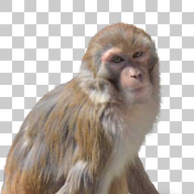 アカゲザル Rhesus macaque