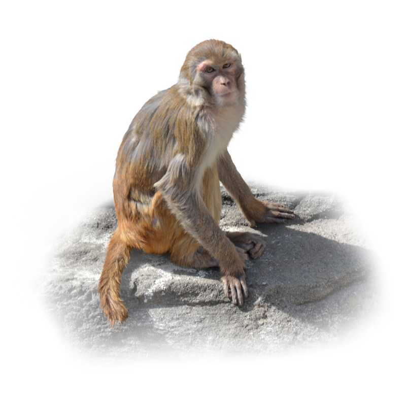 東武動物公園のアカゲザル