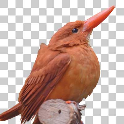 アカショウビン Ruddy kingfisher