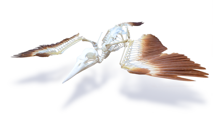 足立区生物園にて、アカショウビン骨格標本