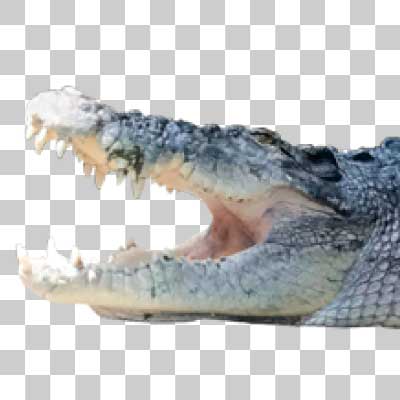 イリエワニ Salt water crocodile