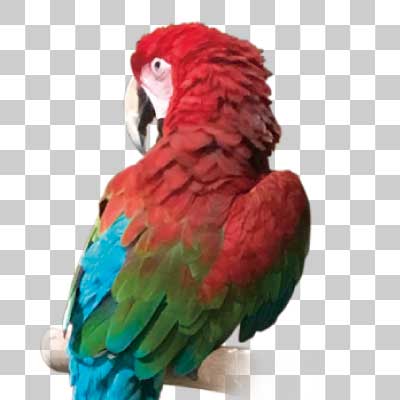 ベニコンゴウインコ Red-and-green macaw