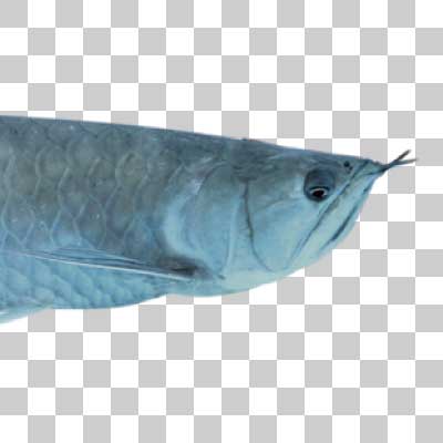 シルバーアロワナ Silver arowana