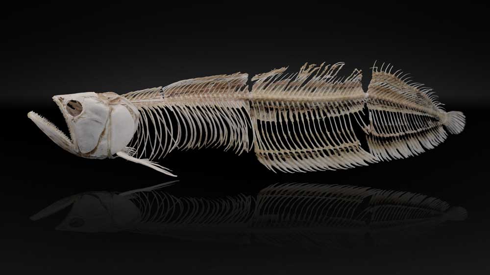 シルバーアロワナの骨格標本