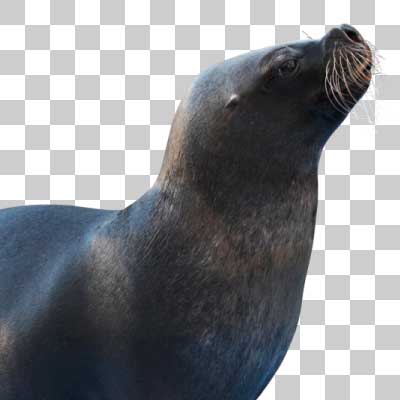 オタリア South American sea lion