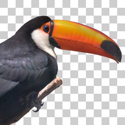 オニオオハシ Toco Toucan