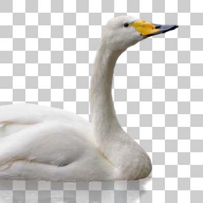 オオハクチョウ Whooper swan