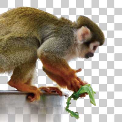 コモンリスザル Common squirrel monkey