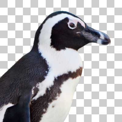 ケープペンギン African penguin