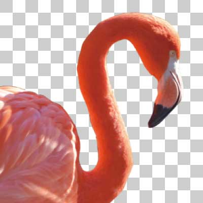 ベニイロフラミンゴ American flamingo