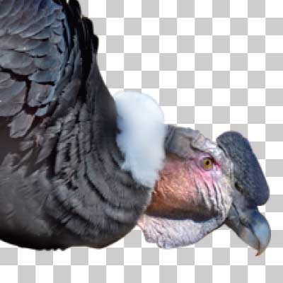 コンドル Andean condor