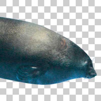 バイカルアザラシ Baikal seal