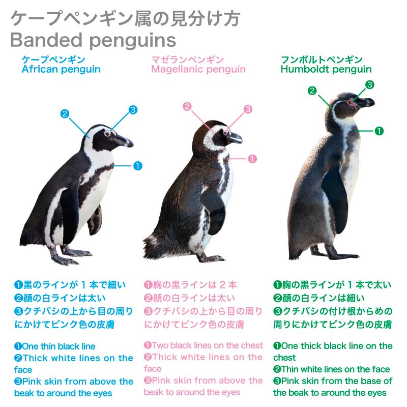 ケープペンギン 属の見分け方