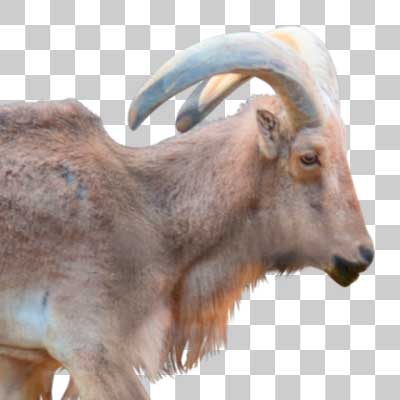 バーバリーシープ Barbary sheep